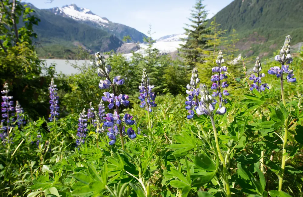 Lupines flowering below a glacier and dark evergreens