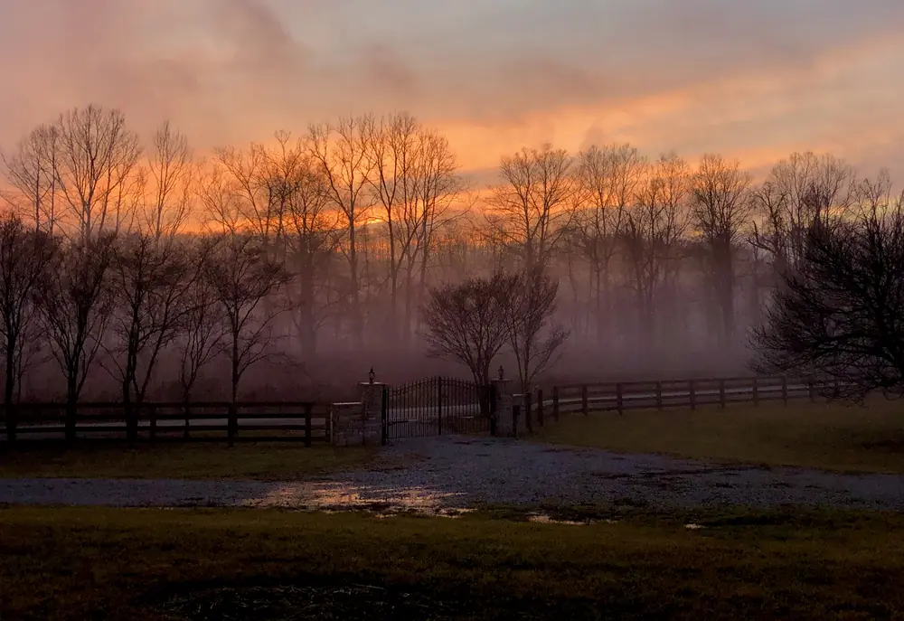 Bare trees and a fence line in fog at sunrise