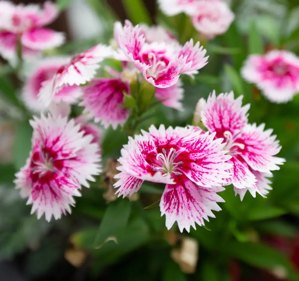 Pink and white dianthus in close focus