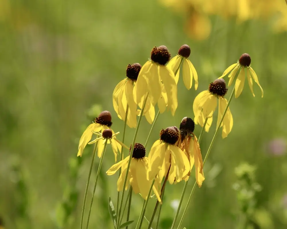 Yellow coneflowers nodding above a green meadow