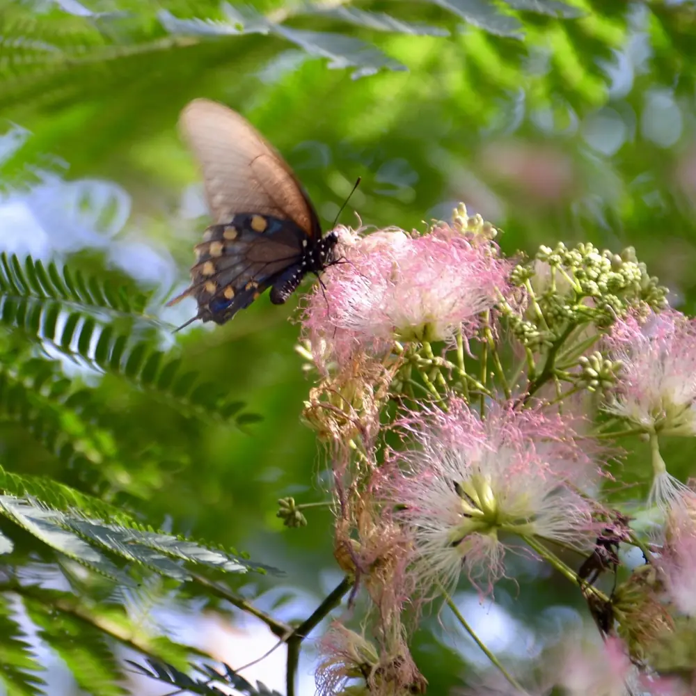 Swallowtail butterfly feeding on a mimosa blossom