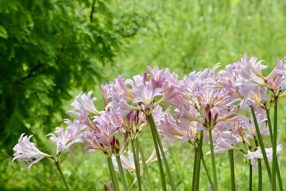 Cluster of pale surprise lilies standing in grass